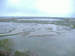 Les marais des Aiguamolls de l’Empordà.