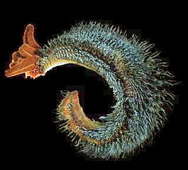 The "hairy" backs of Pompeii worms are colonies of symbiotic bacteria.