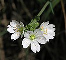 Cerastium maximum