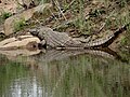 Crocodile du Nil sur le bord de la rivière Sabie