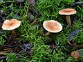 Lactarius theiogalus