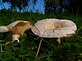 ! Lactarius torminosus !