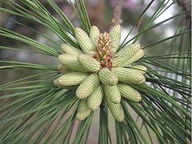 Cones masculinos num ramo, inflorescência típica de uma Pinales.