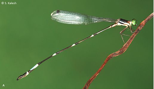 Protosticta ponmudiensis (ആൺതുമ്പി)