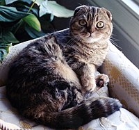 Un scottish fold double pliure