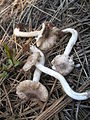 Tricholoma moseri