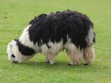 Unshorn alpaca grazing.jpg