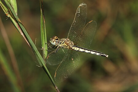 Diplacodes lefebvrii (പെൺതുമ്പി)