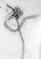 Ing Ebola Virus metung yang tela-sinulad (filamentous) a RNA virus.