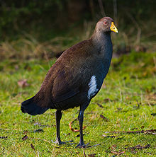 Gallinula mortierii 1.jpg