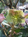 Helleborus ×sternii