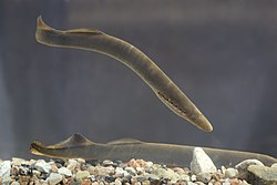 Lampetras fluviatilis