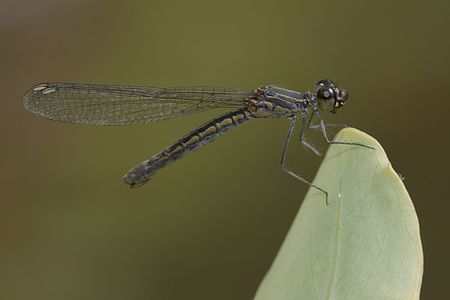 Libellago indica (പെൺതുമ്പി)