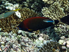 Un labre des Moluques (Pseudodax moluccanus)