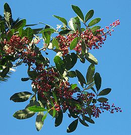 Brazilinis pirulis (Schinus terebinthifolius)