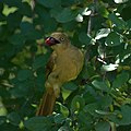 Sombre greenbul (Andropadus importunus) on the eastern shore of Lake Sibayi, feeding on the fruit of the red ivory.