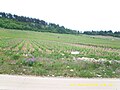 Vue des Champs Martin.