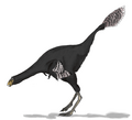 Caudipteryx