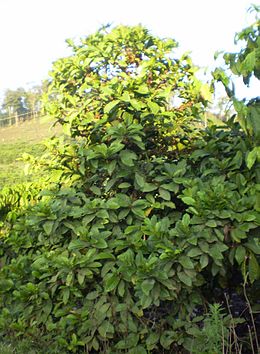 Liberijos kavamedis (Coffea liberica)