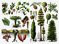 Thumbnail for Gymnosperm