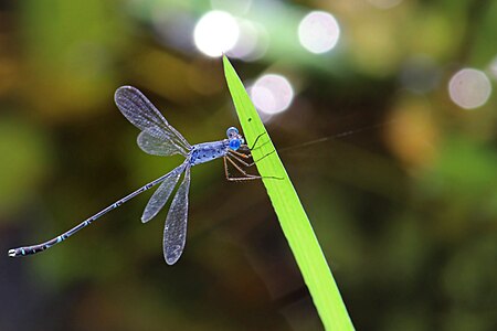 Lestes praemorsus (ആൺതുമ്പി)