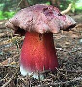 Rubroboletus rubrosanguineus, le Bolet rouge sang, toxique.