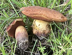 Suillellus queletii, le Bolet de Quélet, comestible cuit.