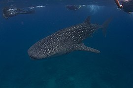 Requin-baleine (Rhincodon typus)