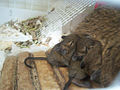 Baby degus nursing.