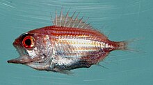 Ostichthys trachypoma.jpg