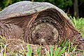 Image 46Snapping turtles are one of the many kinds of turtles found in wetlands. (from Wetland)