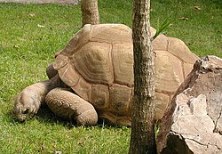 aldabra giganta testudo (Geochelone gigantea) de Aldabro, insuletaro en la Sejŝeloj.