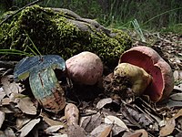 Rubroboletus lupinus