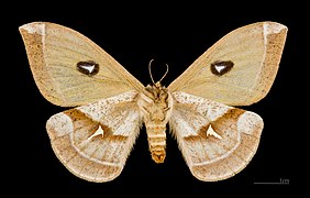 Femelle, face ventrale MHNT