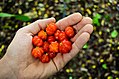 Eugenia uniflora fruits