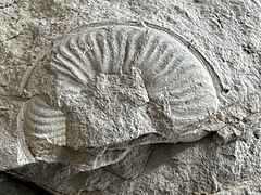 Fossil to be identified, in the gravel, at the foot of the wall