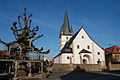 Pfarrkirche Mariä Himmelfahrt mit alter Dorflinde