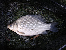 Carassius auratus.JPG