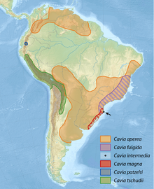 Utbreiinga av Cavia