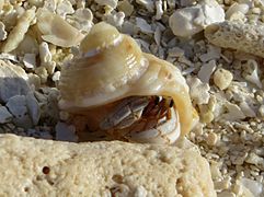 Un bernard-l'ermite terrestre (Coenobita rugosus)