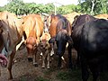 Ganado vacuno, Hato Santa Rosa, Apure - Venezuela