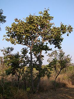 Hymenaea stigonocarpa.