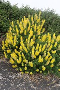 Hábito de Lupinus arboreus em flor.