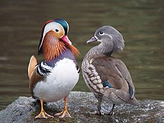 Canard mandarin mâle, et femelle