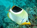 Saddle butterflyfish Chaetodon (Rabdophorus) ephippium