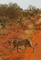 Gepard auf einer Straße im Tsavo-East-Nationalpark