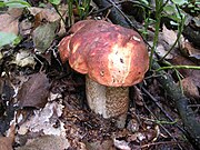 Typisch für die Laubwald-Rotkappe sind die rotbraunen Stielschuppen.