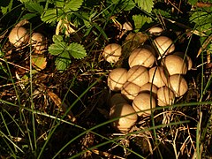 Lycoperdon pyriforme o cuesco de lobo