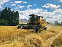 Large field of light brown grain with a combine harvester in the middle and trees in the distance under a blue sky with some small clouds