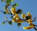 Acacia denticulosa Foliage